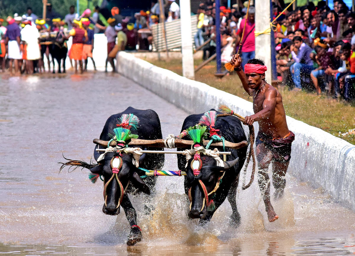 Kambala Cattle Racing