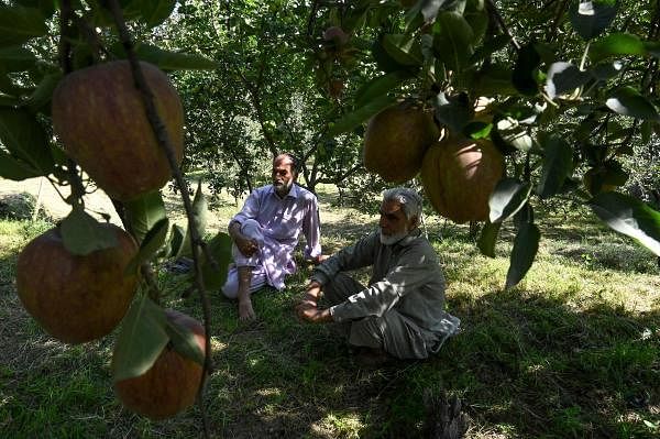 In this photograph taken on September 12, 2019, Ghulam Nabi Malik (R) and his brother Mohammad Yusuf Malik sit in their orchard as they talk about the crop of ripe apples at Malikgund village in Shopian district of southern Kashmir valley. (AFP photo)