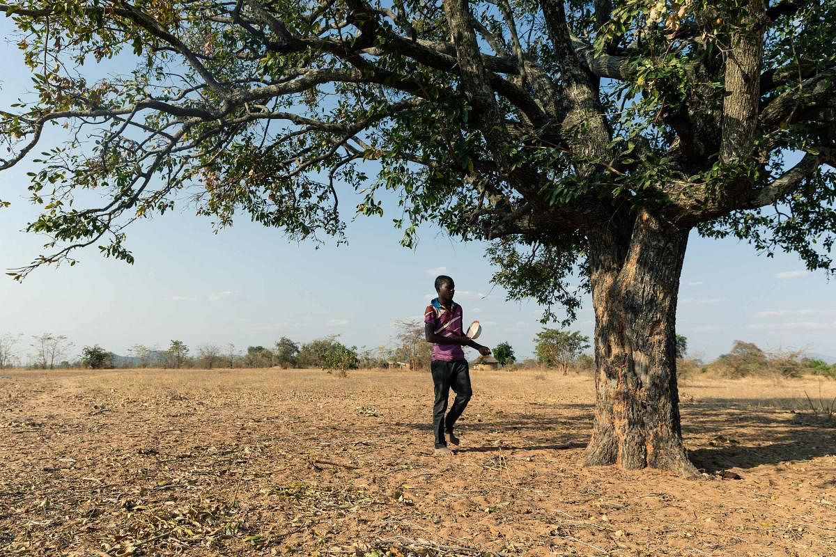  In this file photo taken on September 2, 2019 Leon Kufakunesu prepares to gather jackalberry fruit to serving the family as a midday meal at Buhera in Zimbabwe's Manicaland Province. - Zimbabwe is experiencing one of the worst droughts in history, blamed on the effects of the El Nino weather cycle. (Photo by Jekesai NJIKIZANA / AFP)