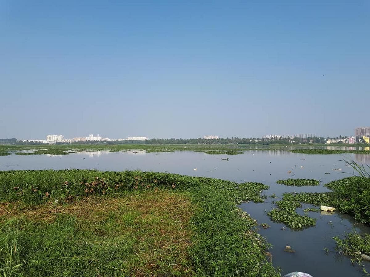 The green bench sought to know about the action taken against officials responsible for the pollution in Bellandur Lake. DH file photo