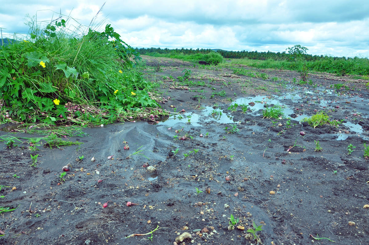 An onion field damaged by the rains at Shivani in Ajjampura.