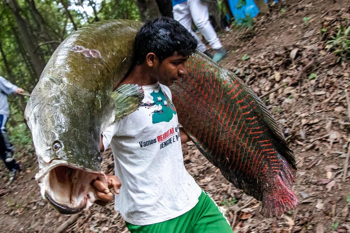 The pirarucu, one of the world's largest freshwater fish, and native to the Amazon. (AFP photo)