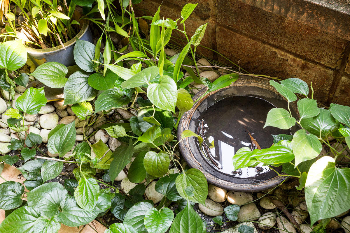Trays and pans placed outside houses hold stagnant water and become breeding grounds for mosquitoes.