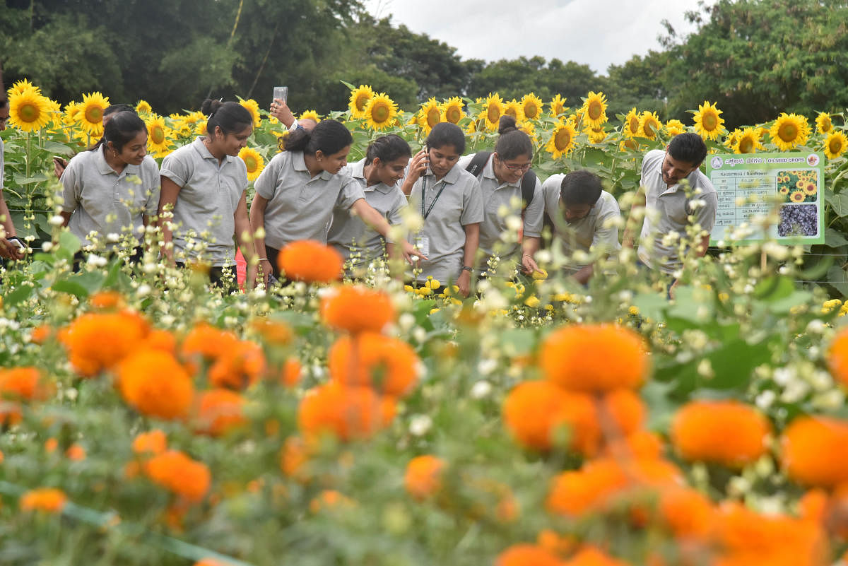 Visitors look at sunflowers at the Krishi Mela, which was inaugurated at GKVK in Bengaluru on Thursday. dh photos/Janardhan B K