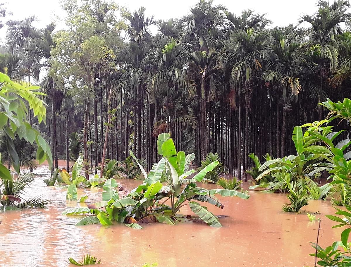 Tunga river inundating arecanut plantation at Narve village in Koppa.