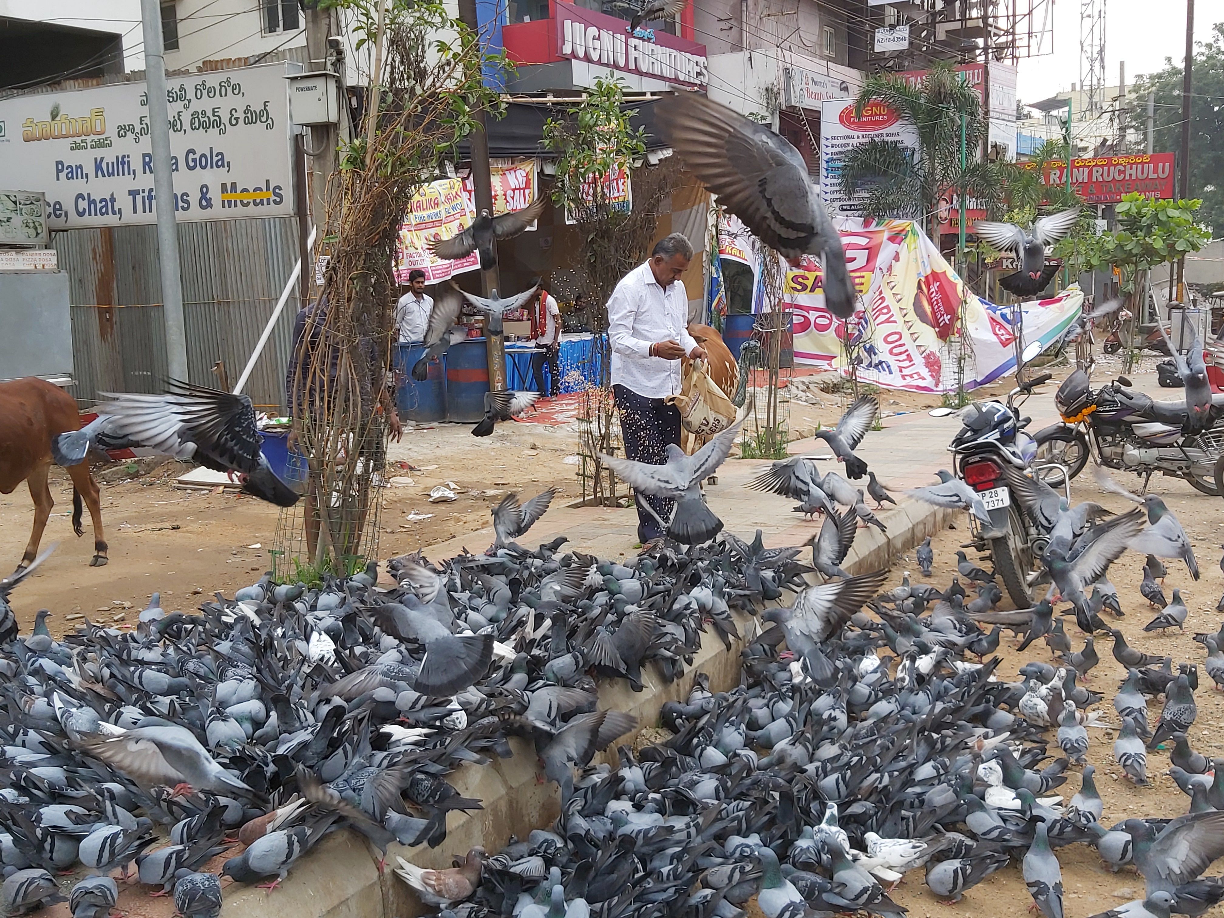 Recently, the Greater Hyderabad Municipal Corporation (GHMC) captured over 500 pigeons from the Moazzam Jahi market area and released them in the forests near Srisailam. DH Photo