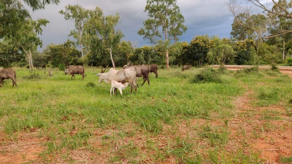 Amrit Mahal cattle from Rayasamudra graze on Amrit Mahal Kaval lands in Bidare, Channarayapatna taluk of Hassan district, on Sunday. DH Photo by Special Arrangement