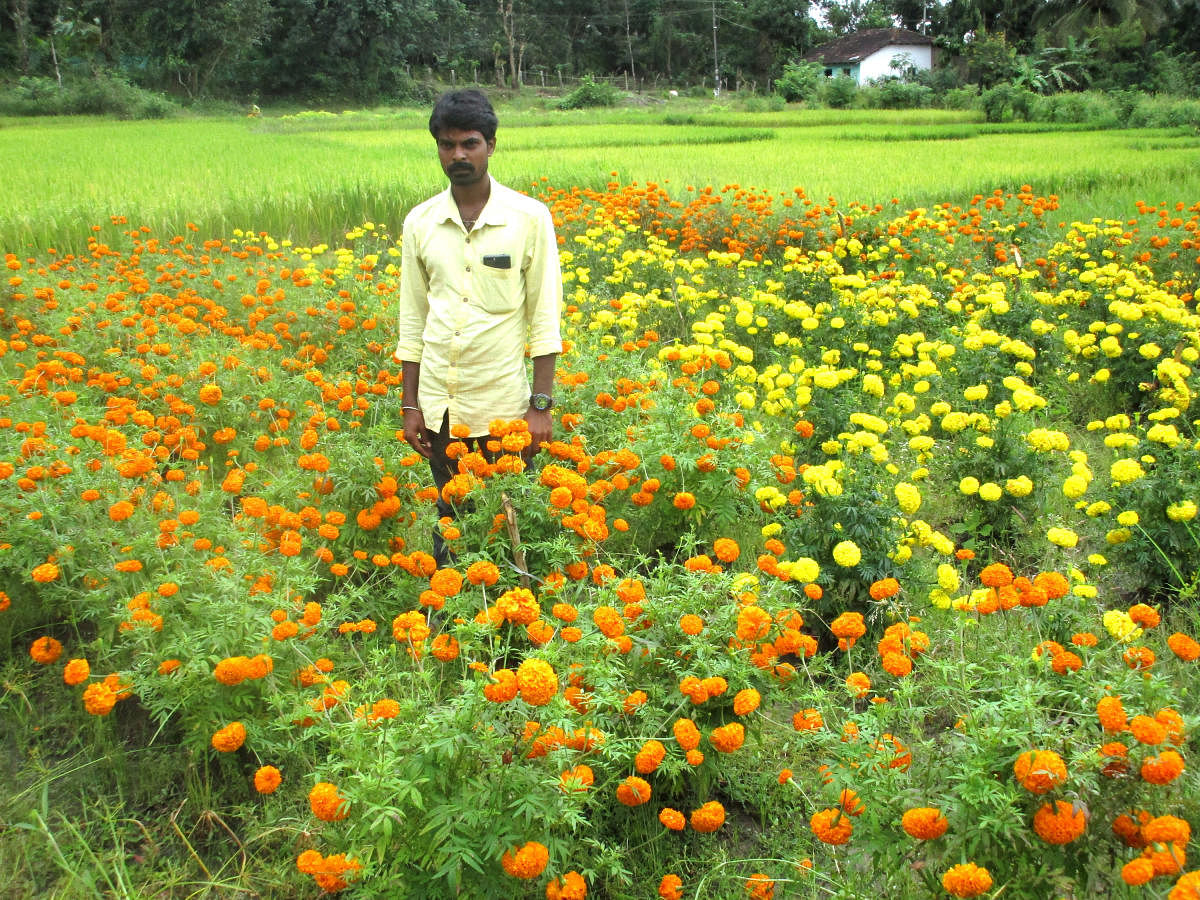 Lokesh amid marigold flowers at Shettikoppa in N R Pura taluk.