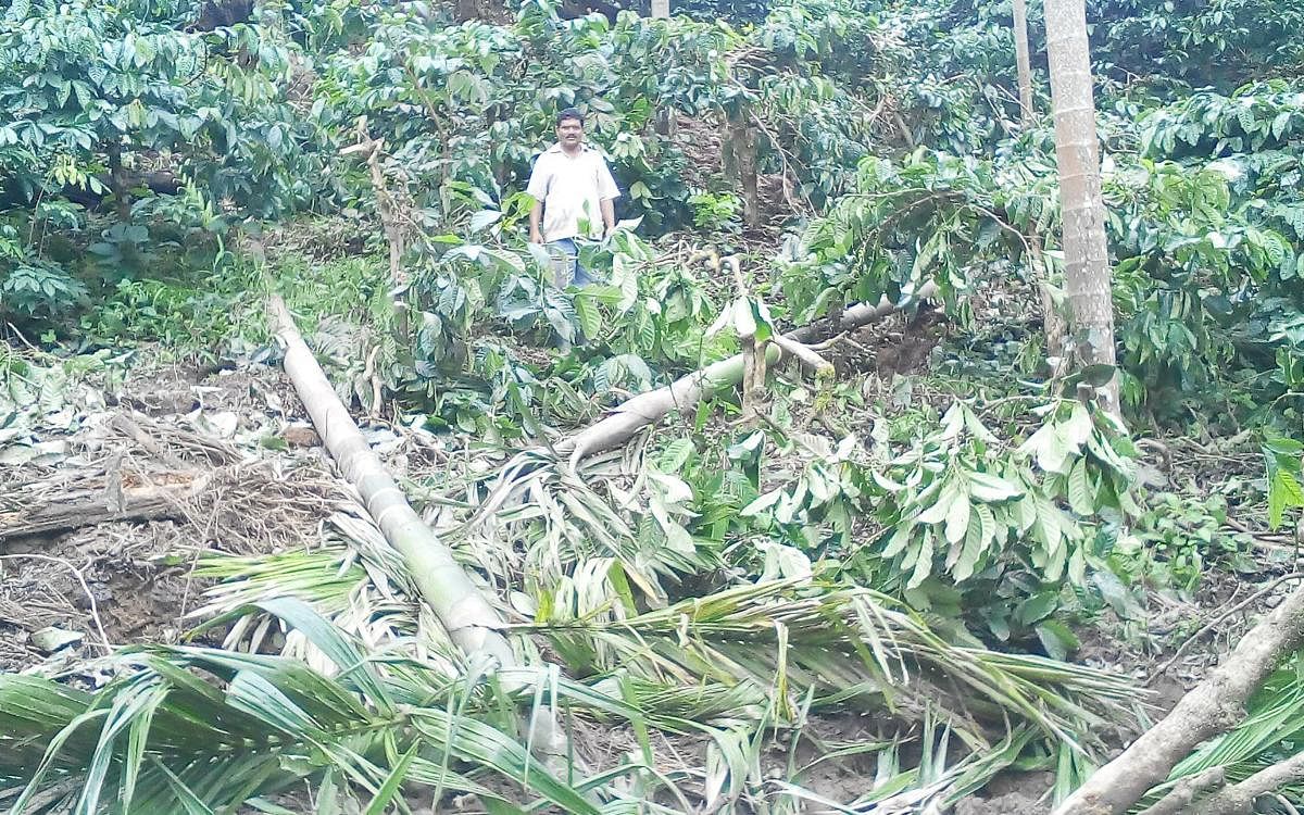 The arecanut trees damaged by the tusker at Moolarahalli at Mudigere taluk.