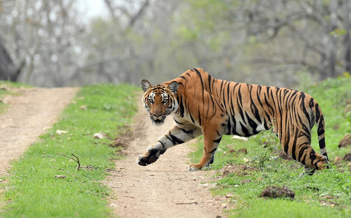 Tiger travels 200 km