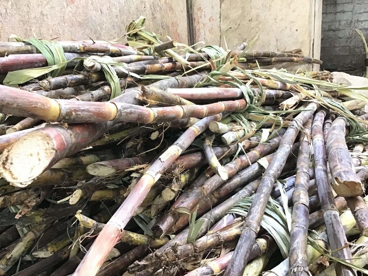 Sugarcane