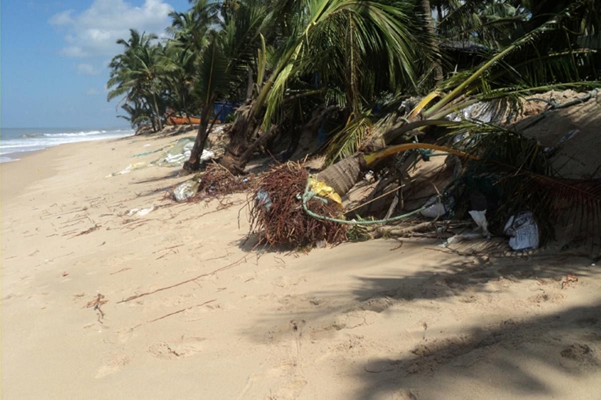 Some of the coconut trees were uprooted while others were washed awaydue to sea erosion at Maravanthe beach.