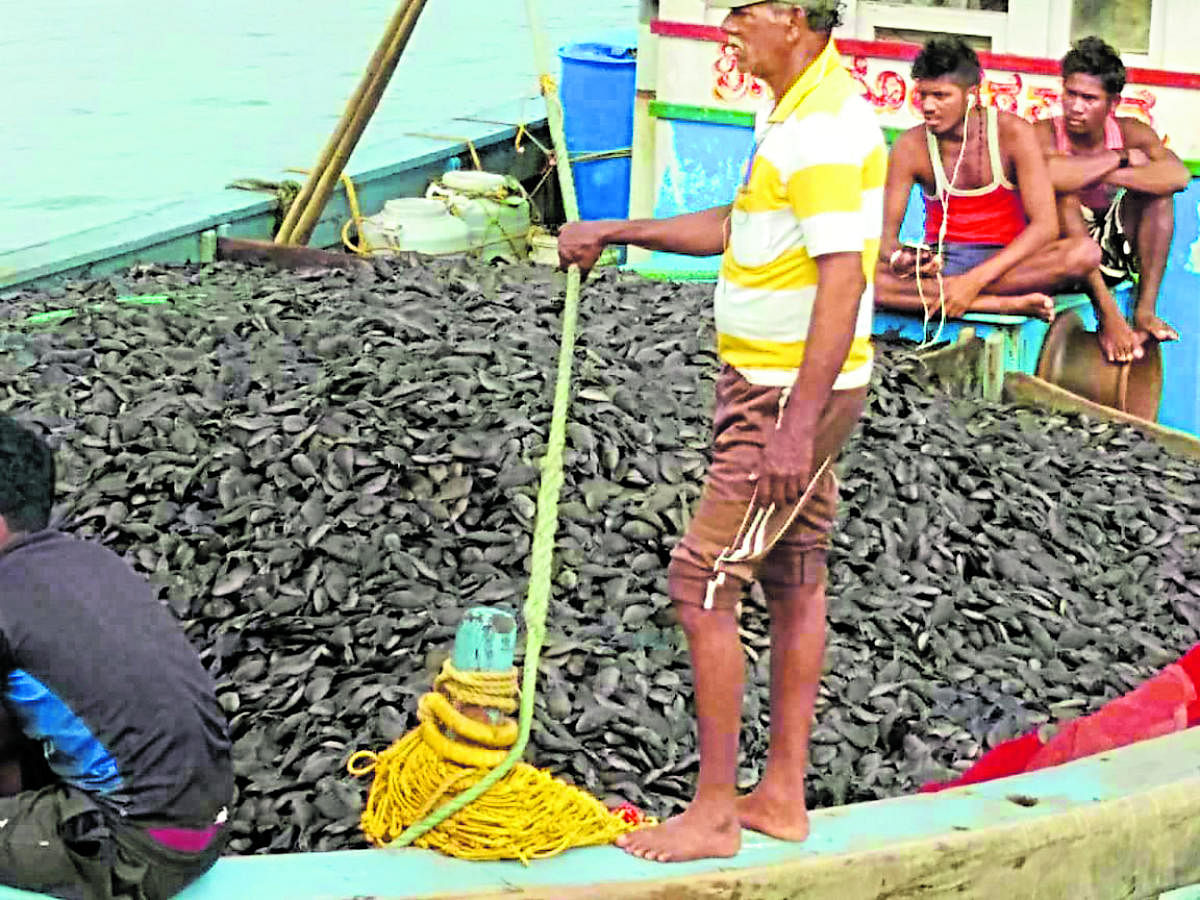 A fishing trawler returns to coast with triggerfish catch. According to experts, overfishing during 2015-16 fishing season was one of the main causes for the explosion of triggerfish population along the coast of Karnataka.
