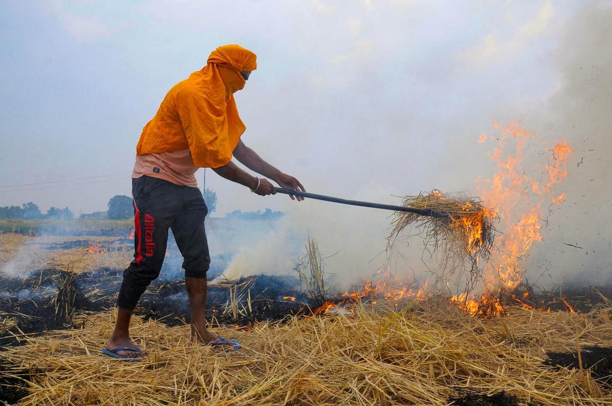 A farmer burns paddy stubble in a village on the outskirts of Amritsar. (PTI Photo)