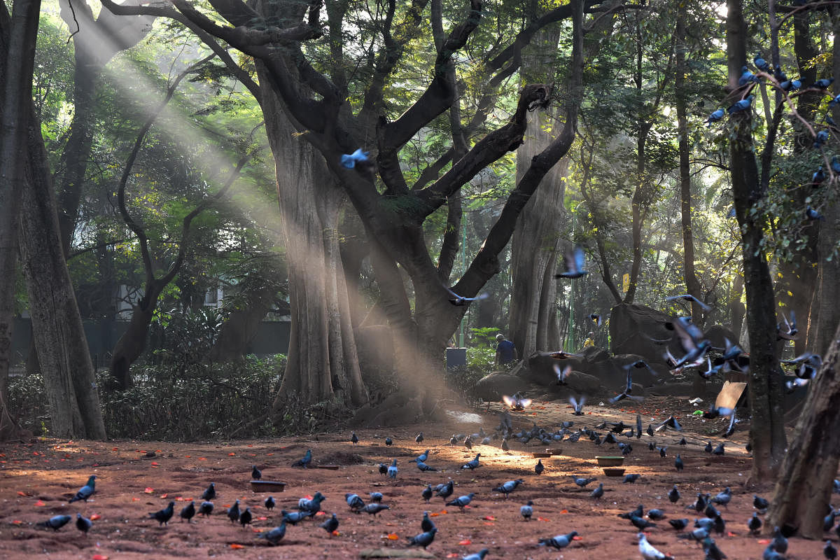 Sun rays braking the mist and reach earth, it is wonderful morning at Sri Chamarajendra Park (Cubbon Park) in Bengaluru on Sunday. Photo by S K Dinesh