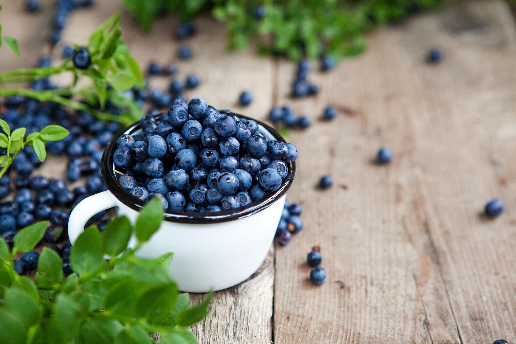 The blueberry is known for its disease-fighting abilities.