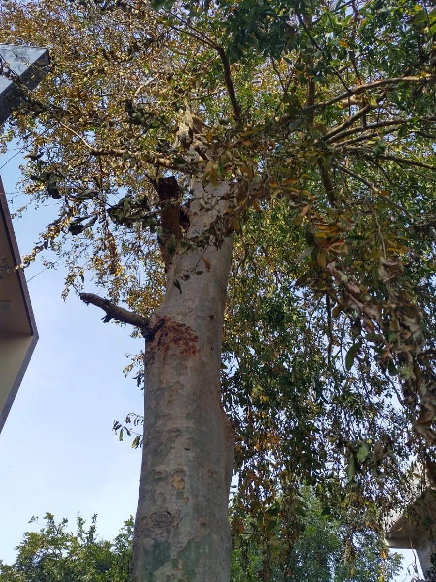 Holes drilled into the base of the 15-year-old tree in RR Nagar to inject poison.