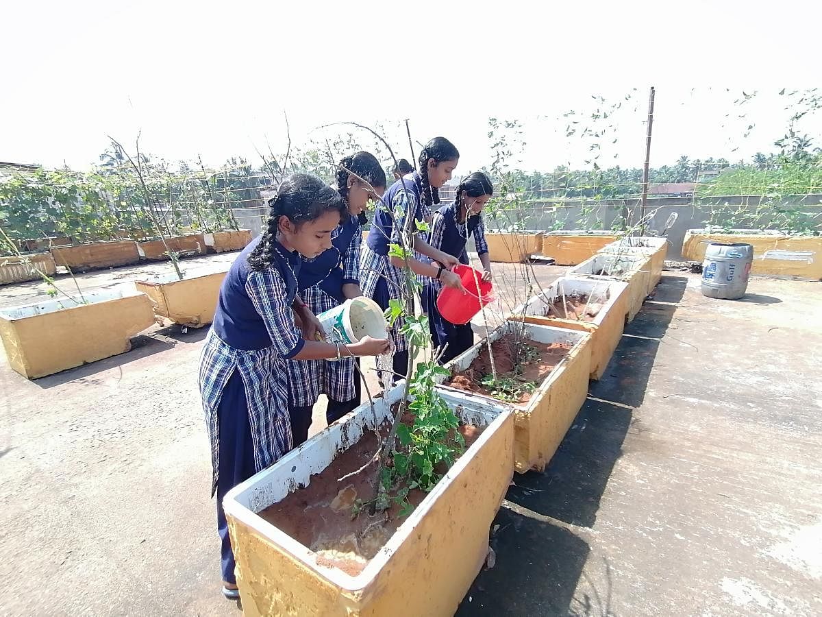 Students water vegetable plants grown on the terrace of Bharat High School (Aided) in Ullal.