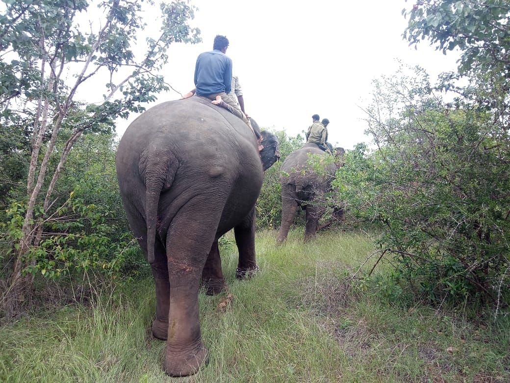 Tamed elephants being used during the search operation, in Hunsur taluk, on Sunday. (DH Photo)