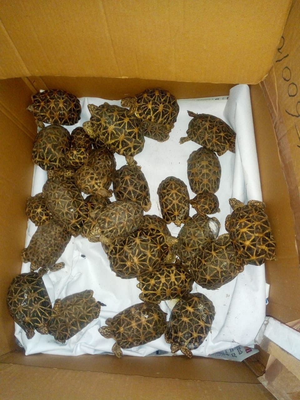 Acting on a tip-off, forest officials arrested a man who was said to be illegally transporting star tortoises early on Friday morning. (DH Photo)