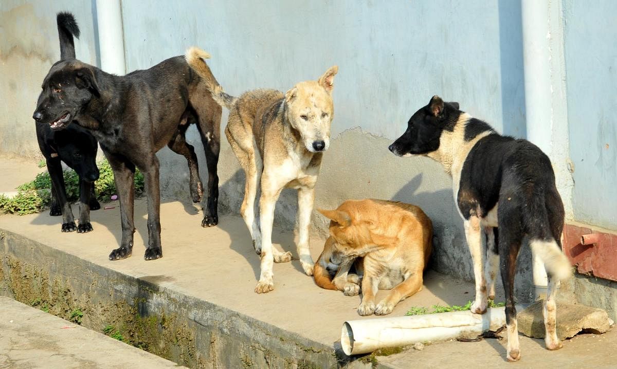 Stray dogs in a layout in Chikkamagaluru.