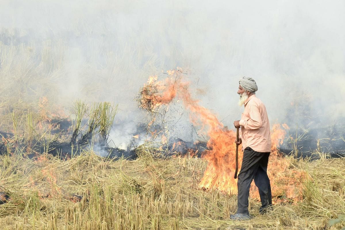 A farmer burns straw stubble after harvesting paddy crops in a field. (Photo by AFP)