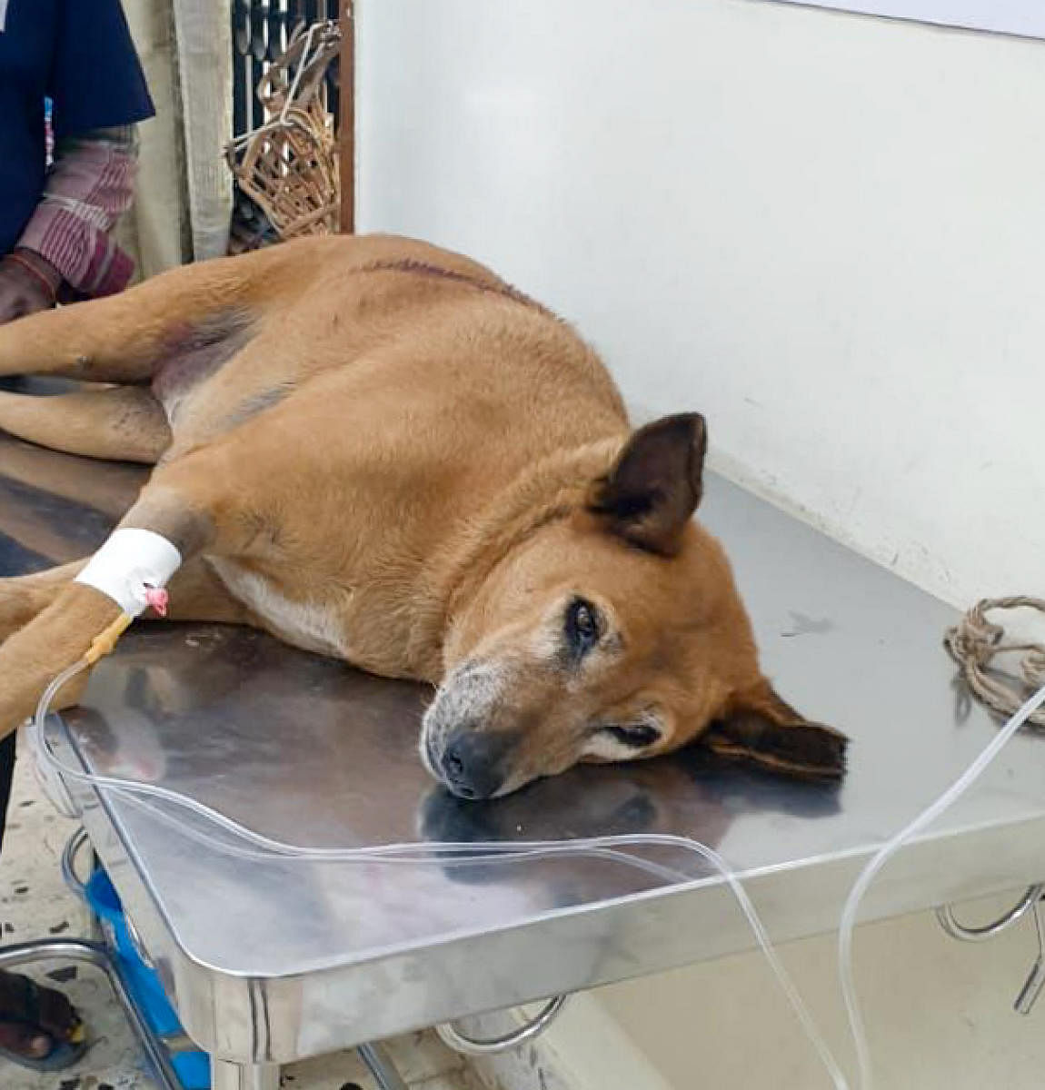 The stray dog which was shot in Jayanagar.