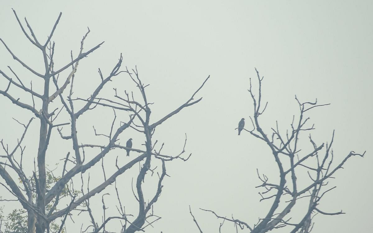 New Delhi: A pair of birds rest on the branches of a tree as it is shrouded in smog, in New Delhi, Tuesday, Nov. 12, 2019.