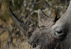 A file photo taken on June 22, 2010 shows a bird sitting on the head of a white rhino at Kruger National Park, some 60 kms from Nelspruit in South Africa. With killings at 'crisis levels,' wildlife authorities in South Africa's Kruger National Park announced on December 12, 2012 they would give substantial cash rewards for tipoffs about rhino poaching. AFP PHOTO