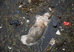 A dead pig floats on the river Monday, March 11, 2013 on the outskirts of Shanghai, China. A recent surge in the dumping of dead pigs upstream from Shanghai - with more than 2,800 carcasses floating into the financial hub through Monday - has followed a police campaign to curb the illicit trade in sick pig parts. AP Photo