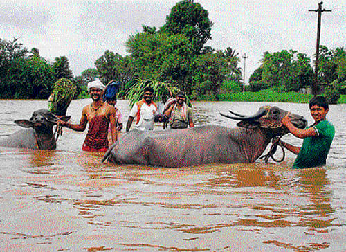 Farmers from Ingali village in Chikodi taluk of Belgaum district move their cattle to safer places on Saturday. dh photo
