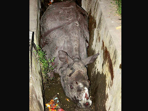 A rhino calf trapped in a drain following heavy rain at the Kaziranga National Park in Assam on Saturday. PTI