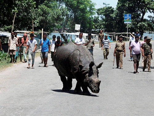 Forest officials and local villagers look a one horned rhino on National highway 37 stay out from flood affected Kaziranga National park in Kaziranga on Tuesday. PTI Photo