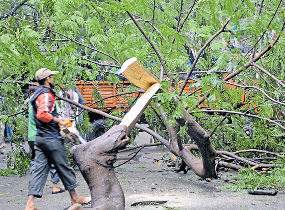 Workers remove a tree which fell on a road near Vijayanagar bus stop. DH Photo