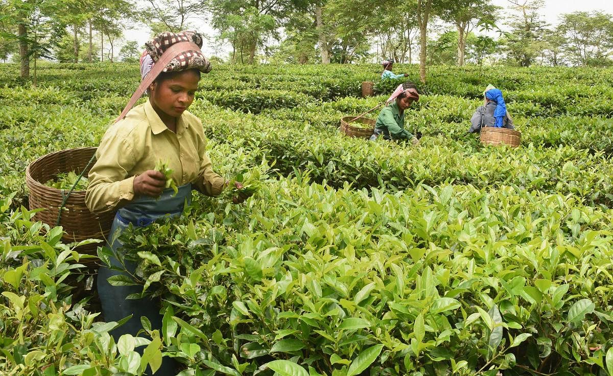 Workers pluck tea leaves at a tea-estate in Dibrugarh district of Assam on Aug 3, 2019. (PTI Photo)