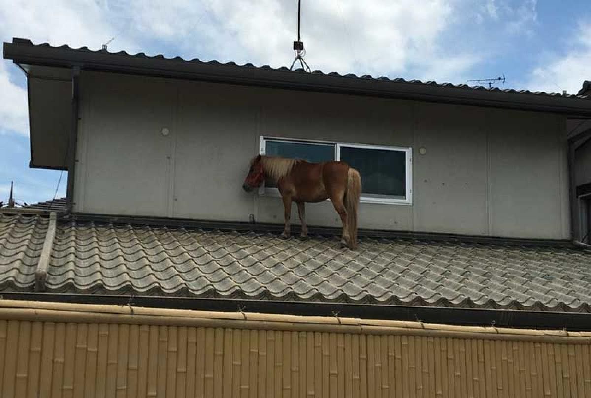 Miniature horse on the rooftop in Japan after the flood. (Courtesy: @PeaceWindsJapan/Twitter)