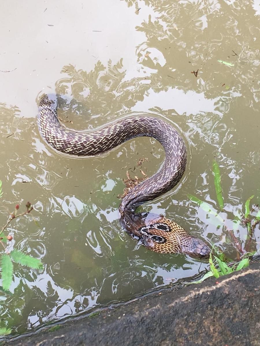A snake in the flooded water