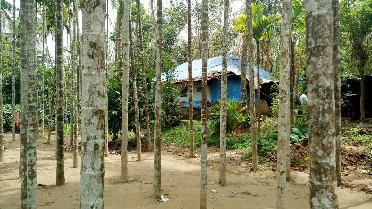The arecanut plantation and the house of two aged women at Koinadu in Madikeri.