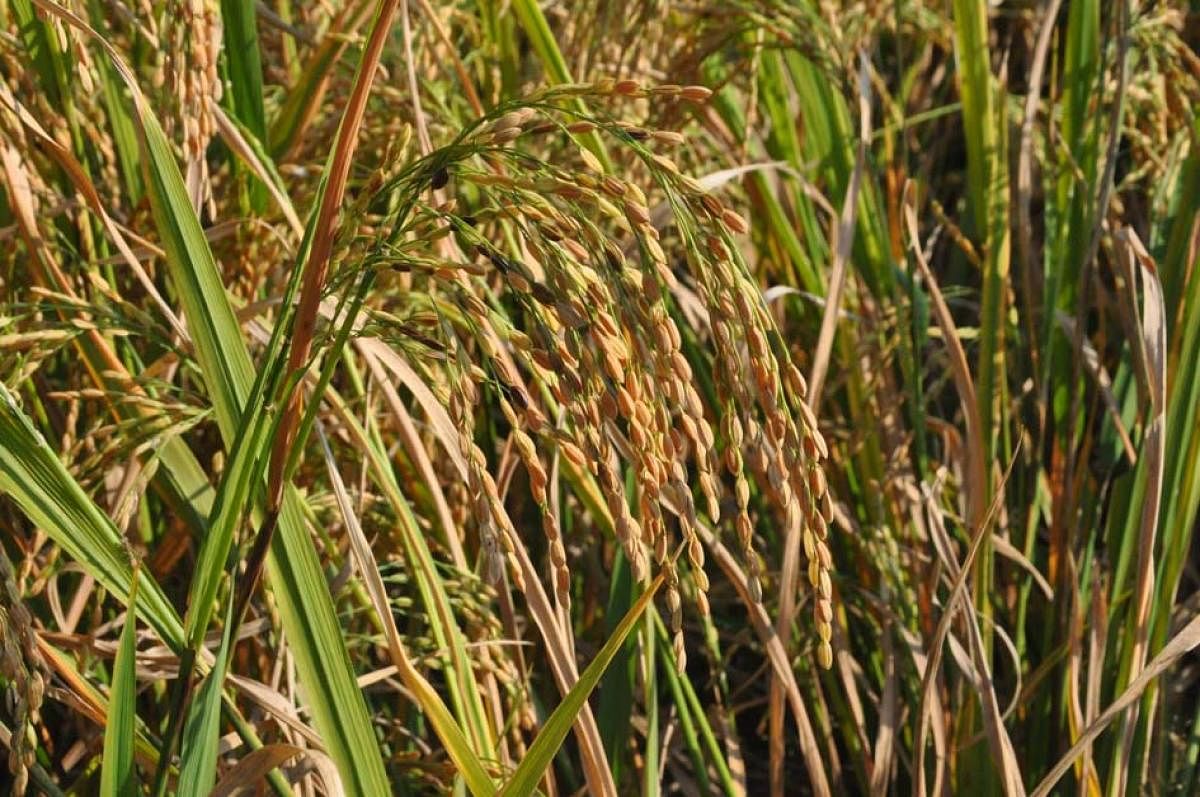 Irga variety of paddy.