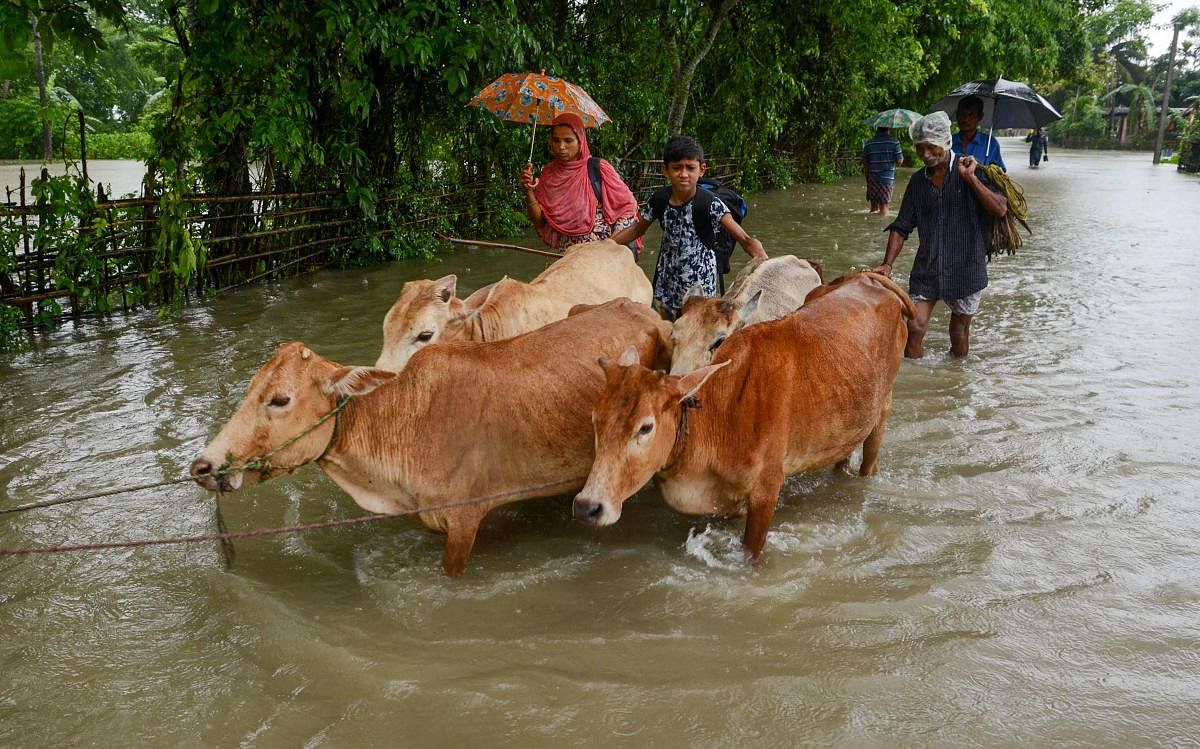 Villagers along with their cows move to a safer place from a flooded area, at Kamrup district, Assam. (PTI Photo)