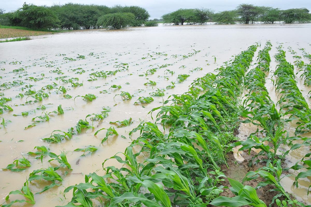 A flooded agriculture field in a rain-affected village of Haveri district.