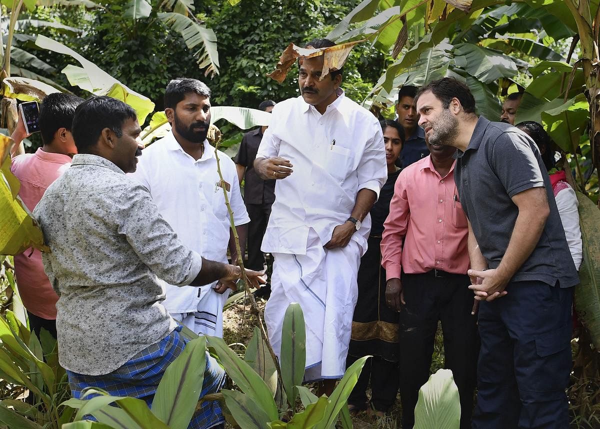 Former Congress president and Wayanad MP Rahul Gandhi along with party leader KC Venugopal inspects a flood-affected farm at Mananthavady in Wayanad. (PTI Photo)