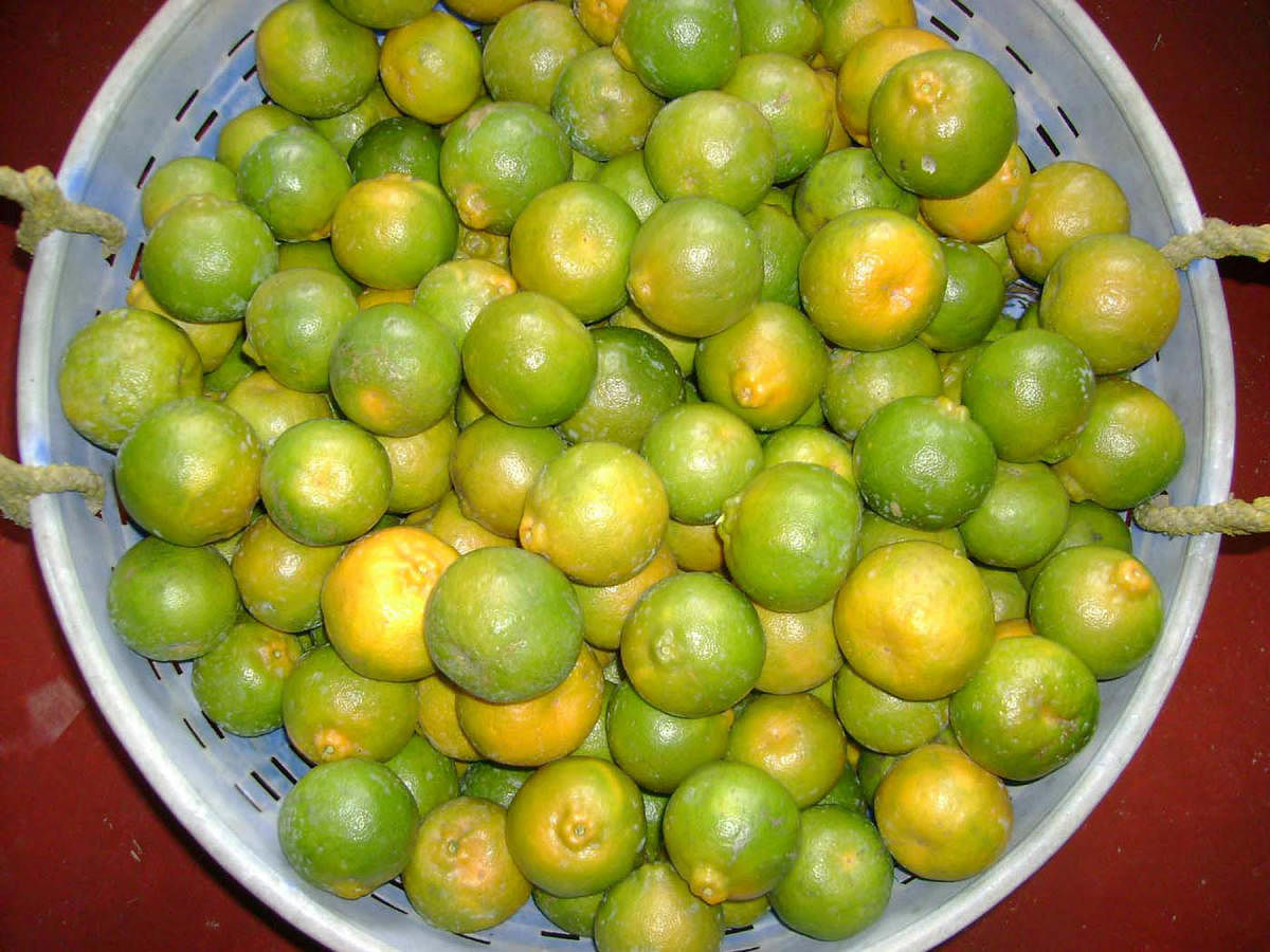 The Kodagu orange.