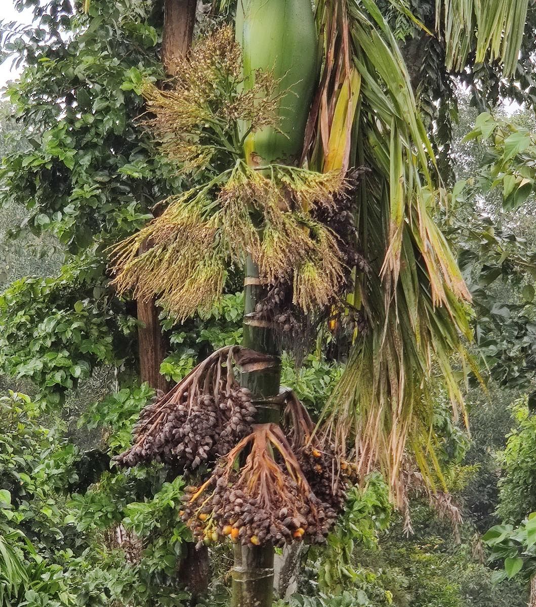 The fruit rot disease has affected arecanut bunches.