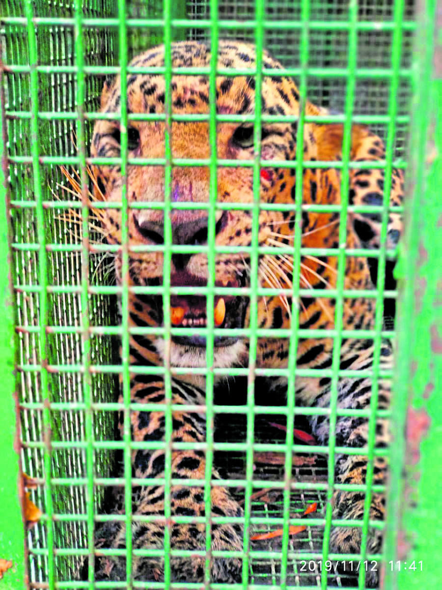 A five-year-old male leopard was trapped in a cage and was later released into Kollur reserve forest on Tuesday night.