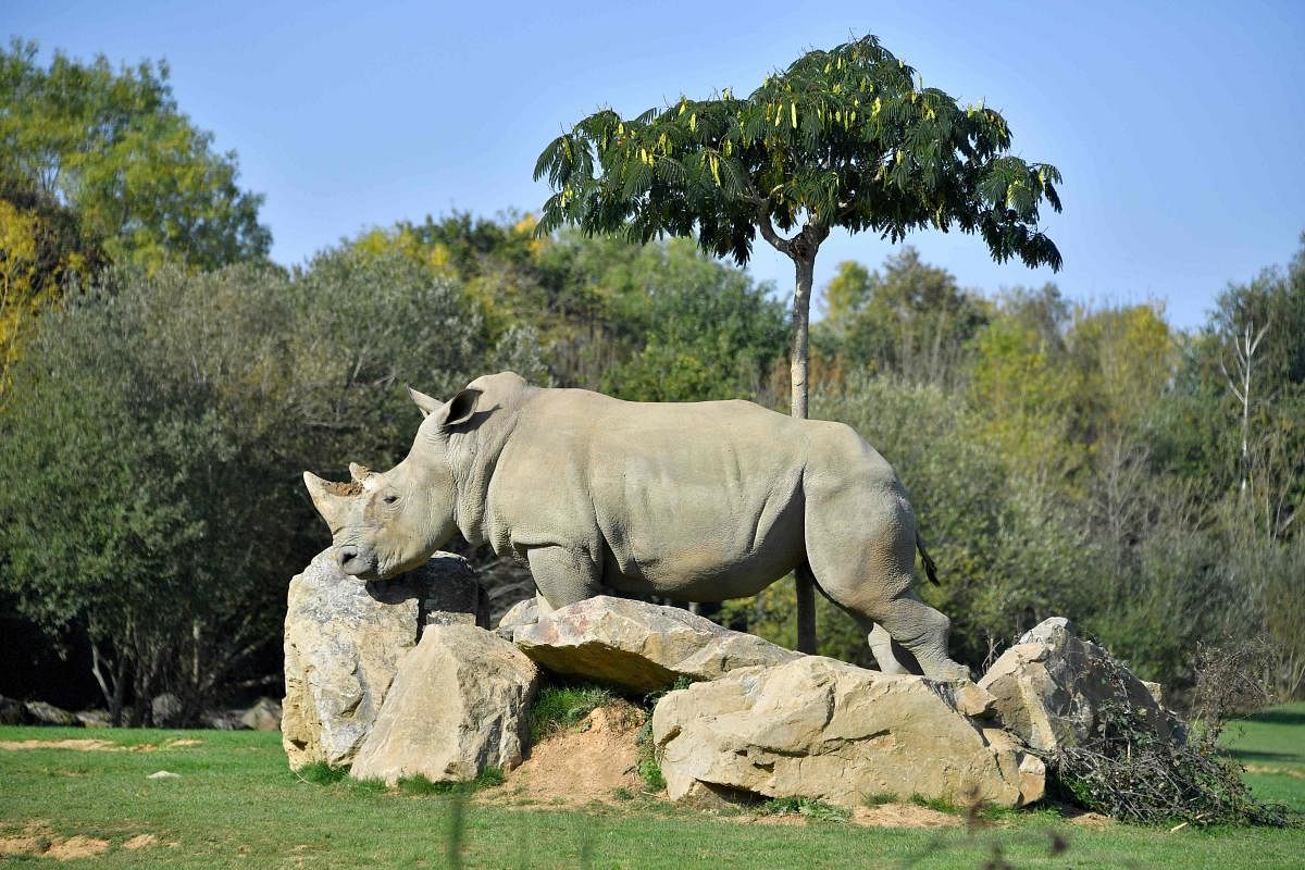  Sana, a female white rhino strolls through its enclosure at the La Planete Sauvage zoological park in Port-Saint-Pere, western France. (Photo by AFP)