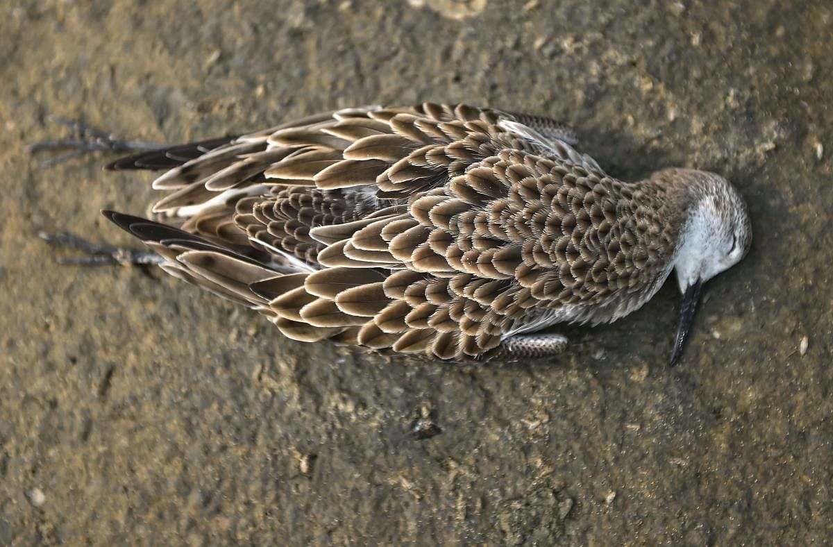 A dead bird at the Sambhar Salt Lake in Rajasthan. (PTI Photo)