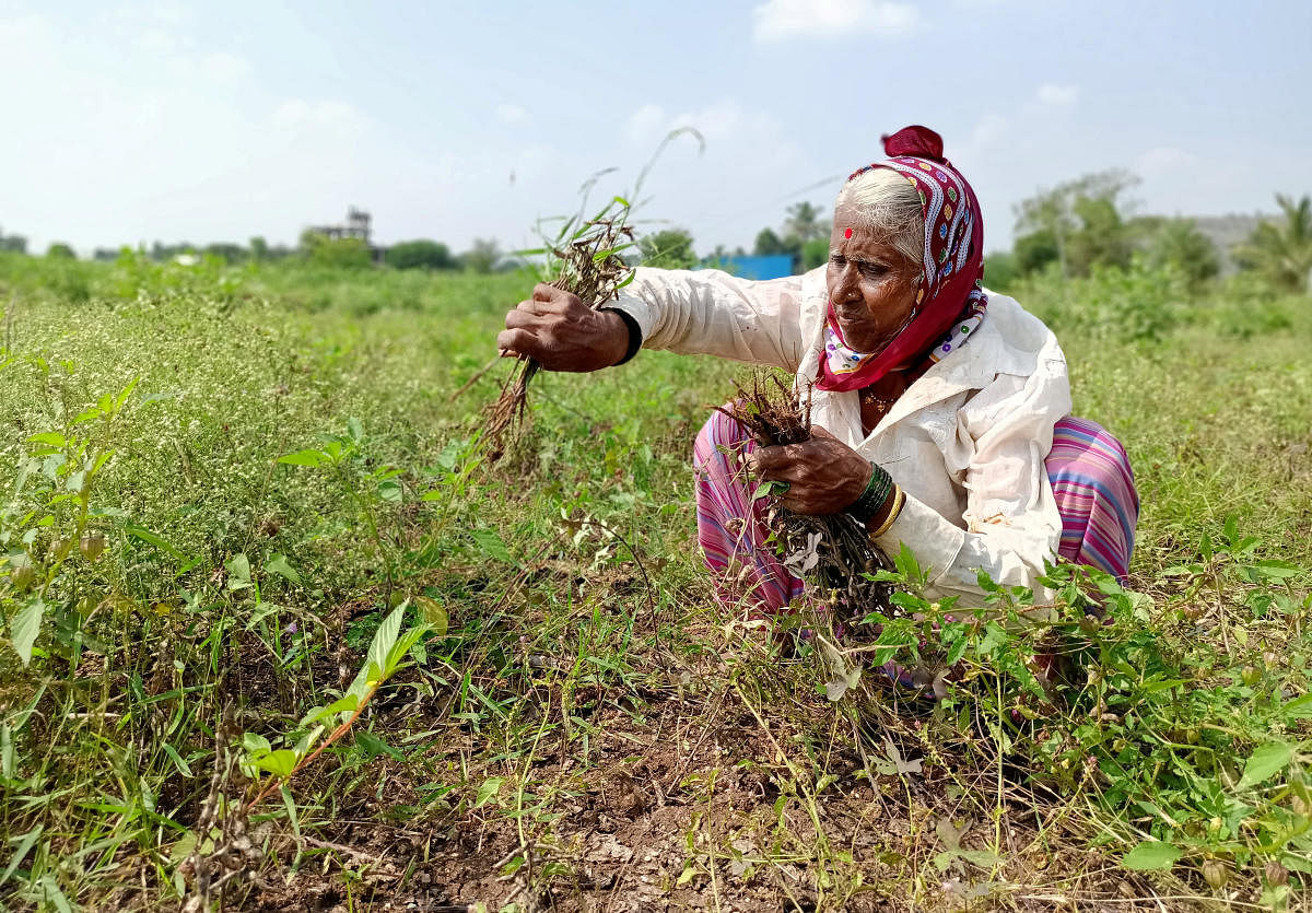 Shantabai Chikhale, a farmer, harvests damaged soybean crops at Kalamb village in Pune district in the western state of Maharashtra, India, November 11, 2019. (REUTERS)
