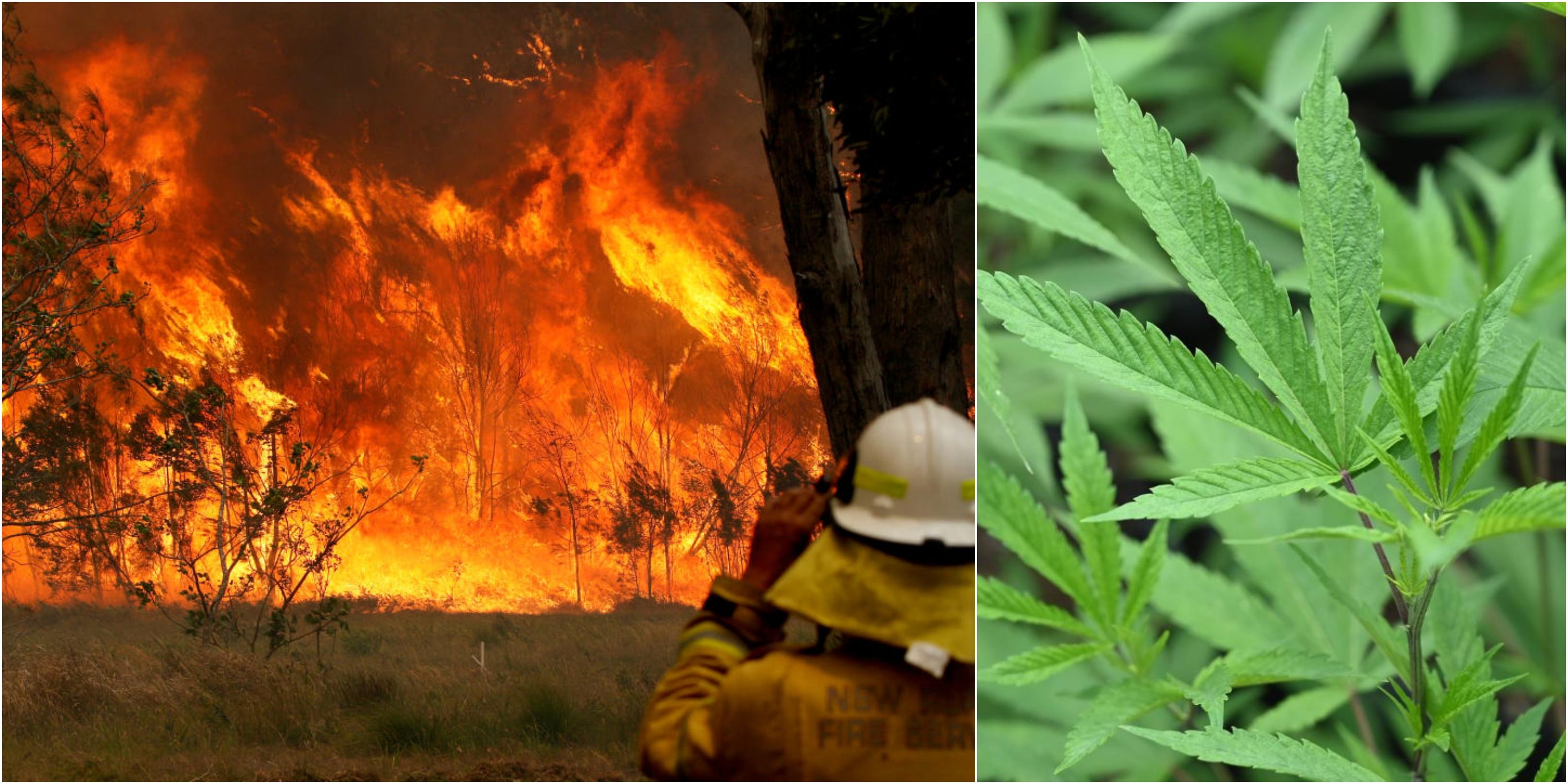 Police said a 51-year-old man appeared before a local court on Saturday charged with intentionally lighting a fire at Ebor in New South Wales state in an attempt to protect his cannabis crop.