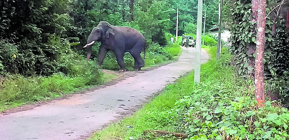 A wild elephant at Kattepura in Kodlipete hobli.